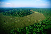 Aerial view of an oxbow lake filling in with vegetation in the Kinabatangan Wildlife Sanctuary, Sabah, Borneo, Malaysia