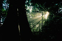 Sunlight at sunrise shining through morning mist in the lowland rainforest, Danum Valley Conservation Area, Sabah, Malaysia, Borneo.