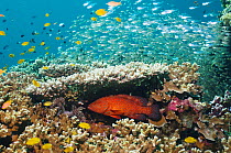 Coral hind (Cephalopholis miniata) lying in ambush under table coral on reef. Andaman Sea, Thailand.