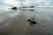 An Olive ridley sea turtle hatchling (Lepidochelys olivacea) on its way to the sea. The hatchlings orientate themselves by the brightness of the horizon above the ocean, Ostional NP, Costa Rica. Octob...