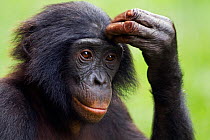 Bonobo adolescent male portrait (Pan paniscus). Lola Ya Bonobo Santuary, Democratic Republic of Congo. Oct 2010.