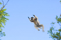 Verreaux's sifaka (Propithecus verreauxi) leaping through the tree canopy, Berenty Reserve,  Madagascar, Vulnerable species