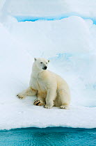 Polar bear (Ursus maritimus) resting on pack ice, Svalbard, Arctic Norway, vulnerable species 2010