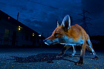 Urban fox (Vulpes vulpes) portrait in suburban street at night, London, England.