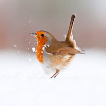 Robin (Erithacus rubecula) displaying in snow, nr Bradworthy, Devon, UK. December 2010,  HIGHLY COMMENDED, ANIMAL PORTRAITS, 2011 WILDLIFE PHOTOGRAPHER OF THE YEAR COMPETITION