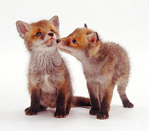 Two Red Fox (Vulpes vulpes) cubs, aged 8 weeks.