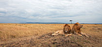 Lion males (Panthera leo) lying on a grass mound. Masai Mara National Reserve, Kenya, August 2009