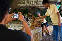 Bengal tiger (Panthera tigris tigris) being stroked by tourists at Zoo, Thailand, March 2007