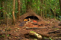 Decorated bower of Vogelkop Bowerbird (Amblyornis inornata). Vogelkop Peninsula, West Papua, Indonesia. Picture taken during filming for the BBC "Life" TV Series, September 2008