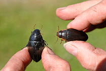 Black Piston water beetle (Hydrophilus aterrimus) [left] and Diving beetle (Dytiscus dimidiatus) [right] held in the hand, Europe