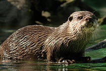 Oriental / Asian Small-clawed Otter (Amblonyx cinereus), captive from Asia