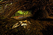 Bower of Vogelkop Bowerbird (Amblyornis inornata). View from a back entrance, showing bower interior including pile of mica decorations, and central maypole base covered with black roots. West Papua,...