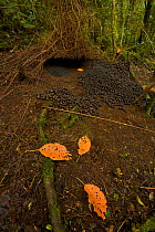 Bower of a Vogelkop Bowerbird (Amblyornis inornata) decorated primarily with a huge spread of acorns, plus a small pile of orange fruits and three orange leaves. West Papua, Indonesia, Dec 2008