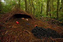 Bower of a Vogelkop Bowerbird (Amblyornis inornata) decorated with black fungi and charcoal, brown fungi, red and blue fruits. West Papua, Indonesia, Dec 2008