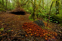 Bower of a Vogelkop Bowerbird (Amblyornis inornata) decorated with large spread of red/orange colored fruits of a type eaten by cassowaries, and a pile of black fungi. West Papua, Indonesia, Dec 2008
