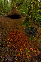 Bower of a Vogelkop Bowerbird (Amblyornis inornata) decorated with large spread of red/orange colored fruits of a type eaten by cassowaries, and a pile of black fungi. West Papua, Indonesia, Dec 2008