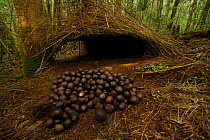 Bower of the Vogelkop Bowerbird (Amblyornis inornata) decorated with a pile of acorns and blue berries. Indonesia, Dec 2008