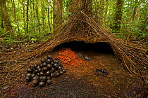 Bower of a Vogelkop Bowerbird (Amblyornis inornata), decorated with a pile of acorns, orange fungi, and other fruits. West Papua, Indonesia, Dec 2008