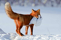 Red fox (Vulpes vulpes) carrying white grouse prey over snow, Kamchatka, Far east Russia, January