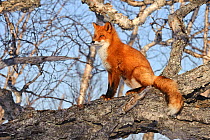 Red fox (Vulpes vulpes) sitting on fallen tree trunk,  Kamchatka, Far east Russia, April