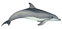 Illustration of Indo-Pacific bottlenose / Bottle-nosed dolphin (Tursiops aduncus), Delphnidae (Wildlife Art Company).