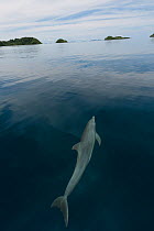 Indo-Pacific bottlenose dolphin (Tursiops aduncus) just below sea surface in flat calm  water. Raja Ampat, West Papua, Indonesia, February 2010