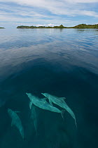 Pod of Indo-Pacific bottlenose dolphins (Tursiops aduncus) just below sea surface in flat calm waters. Raja Ampat, West Papua, Indonesia, February 2010