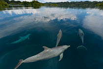 Indo-Pacific bottlenose dolphins (Tursiops aduncus) just below surface in flat calm  waters. Raja Ampat, West Papua, Indonesia, February 2010.