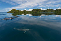 Indo-Pacific bottlenose dolphins (Tursiops aduncus) at surface in flat calm waters. Raja Ampat, West Papua, Indonesia, February 2010