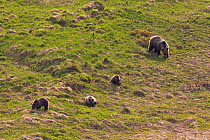 European Brown Bear (Ursus arctos) sow with cubs feeding on spring grass on a mountain meadow. Western Tatras, Slovakia, June.