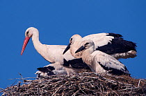 White Stork (Ciconia ciconia) adult with chicks on nest. The Netherlands, June.