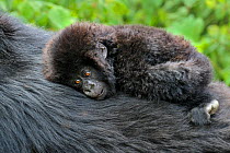 Mountain Gorilla (Gorilla beringei) young infant resting on an adult's back. Rwanda, Africa