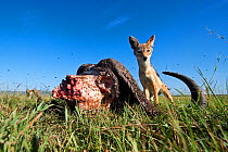 Black-backed jackal (Canis mesomelas) male defending a kill from vultures after lions have finished - wide angle perspective, Masai Mara National Reserve, Kenya. February