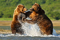 Grizzly Bear (Ursus arctos horribilis) male (right) and female fighting in water over salmon. Katmai, Alaska, USA, August.
