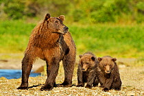 Grizzly Bear (Ursus arctos horribilis) mother with two young cubs. Katmai, Alaska, USA, August.