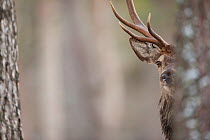 Red deer (Cervus elaphus) stag half hidden  behind tree trunk in pine forest, Alvie Estate, Cairngorms NP, Highlands, Scotland, UK, February. Photographer quote: 'The forest is the real home of red de...