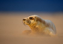 Grey Seal (Halichoerus grypus) pup resting on sand bank during sandstorm, Donna Nook, Lincolnshire, England, UK, November