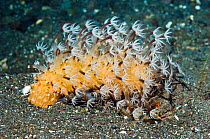 Sea Pen (Veretillum sp). This sea pen is usually only out at night, it comes out of the sand when attacked by predators. A nudibranch, Armina sp. has attached itself to the Sea pen. Rinca, Komodo Nati...