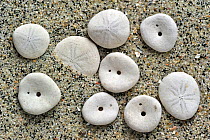 Dead shells of Pea Urchins (Echinocyamus pusillus) on beach. The North Sea coast, Belgium, February 2011.