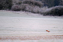 Red Fox (Vulpes vulpes) hunting in a frosty field. Vosges, France, October.