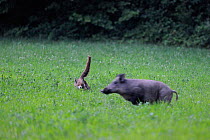 Red Fox (Vulpes vulpes) chasing a Wild Boar (Sus scrofa) in a field. Vosges, France, July.