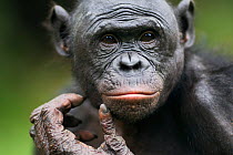 Bonobo (Pan paniscus) mature male 'Makali', portrait, Lola Ya Bonobo Sanctuary, Democratic Republic of Congo. October.