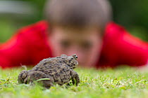 Common european toad (Bufo bufo) in garden with young boy watching it, Scotland, UK