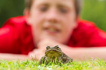 Common european toad (Bufo bufo) in garden with young boy watching it, Scotland, UK