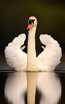 Mute swan (Cygnus olor) adult in threat posture,  Derbyshire, UK, February.