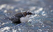 Dipper (Cinclus cinclus) foraging in water with invertebrate prey in its beak. Koskikara, Lapinjsrvi Finland. Magic Moments book plate, page 87.
