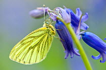 RF- Green-veined White Butterfly (Artogeia / Pieris napi) resting on bluebell. Lanhydrock, Cornwall, UK. May. (This image may be licensed either as rights managed or royalty free.)