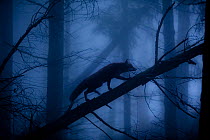Red Fox (Vulpes vulpes) walking along a fallen trunk, silhouetted in misty forest. Black Forest, Germany, November.
