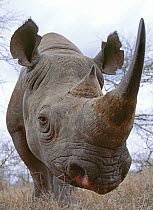 Protection du rhinocéros