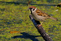 Tree Sparrow (Passer montanus) perched above pond with invertebrate prey. The Vendeen Marsh, French Atlantic Coast, June.